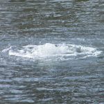 Bottom Pond Aerator