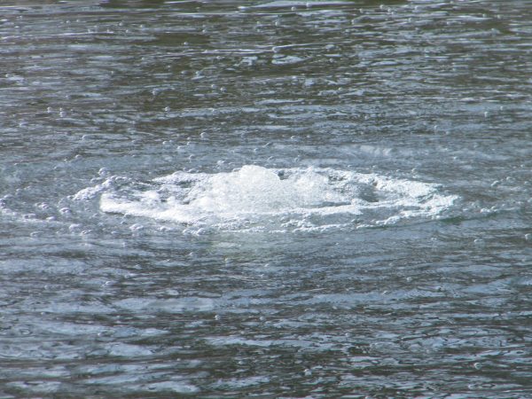 Bottom Pond Aerator